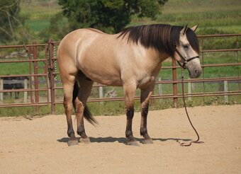 "Bourbon" Buckskin Gelding Draft