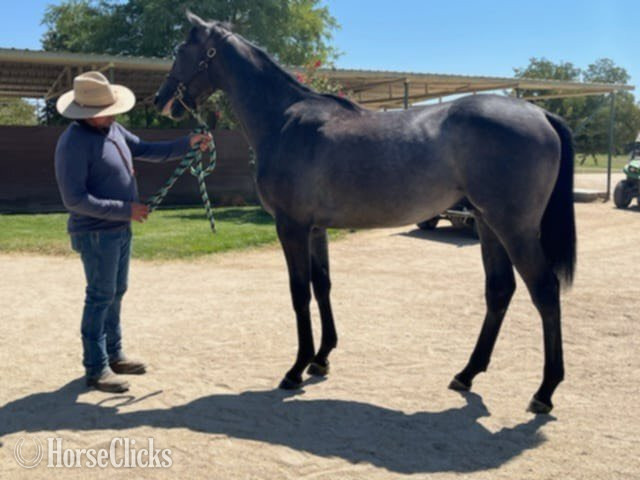 "Grey Colt, Registered but not named" Grey Colt Thoroughbred