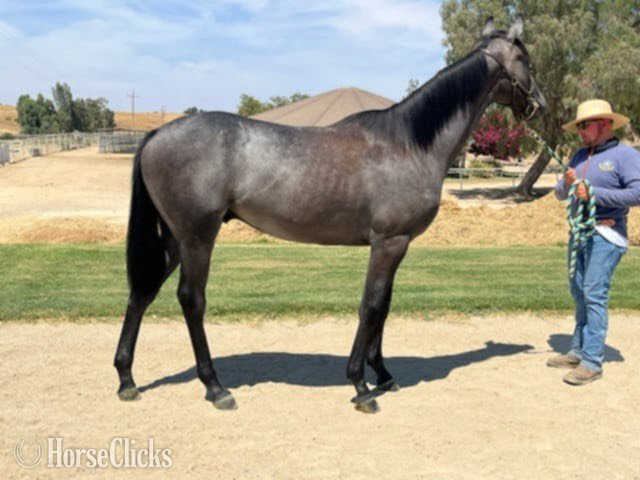 "Grey Colt, Registered but not named" Grey Colt Thoroughbred in California