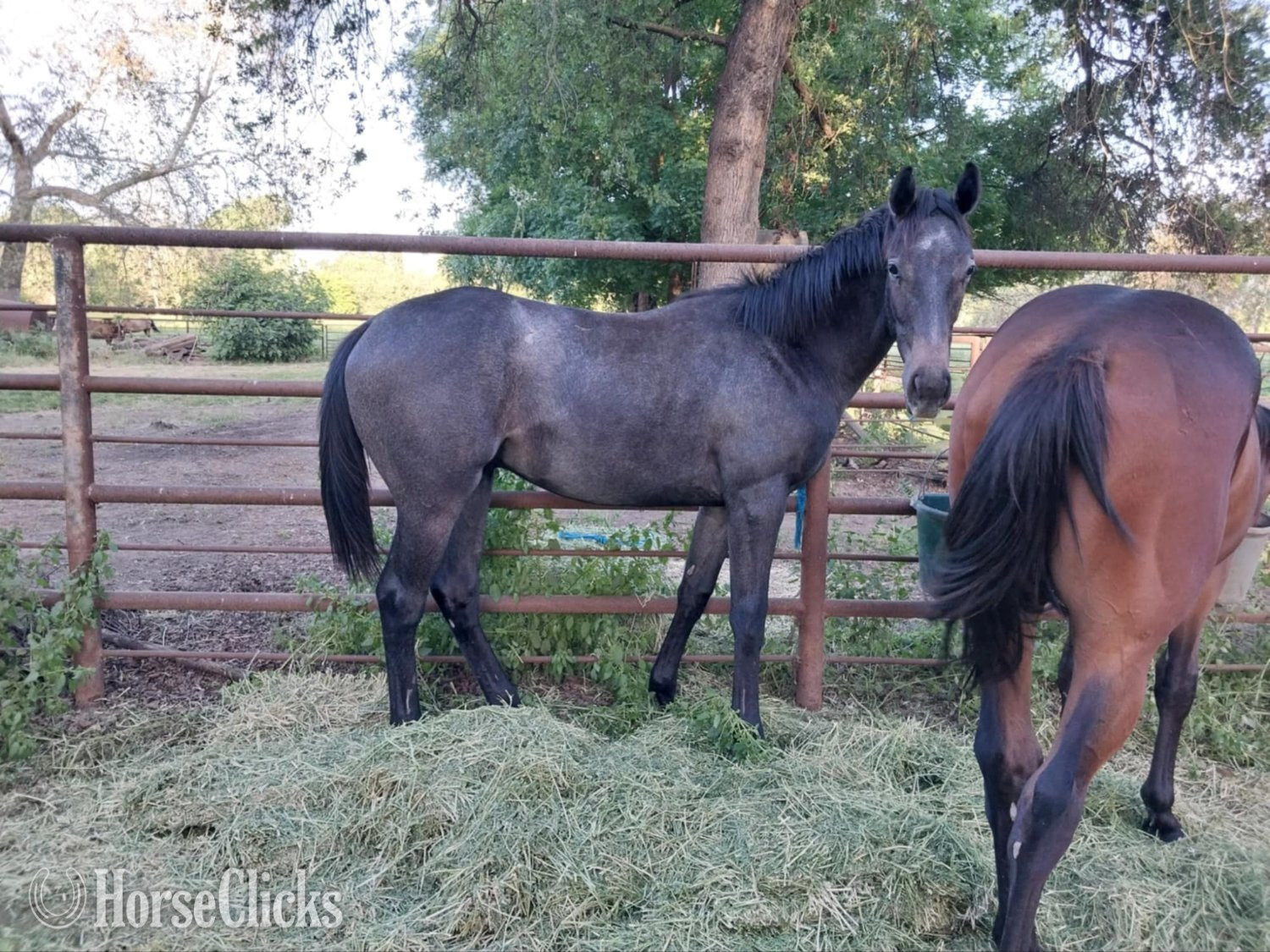 California "Grey Colt, Registered but not named" Grey Colt Thoroughbred