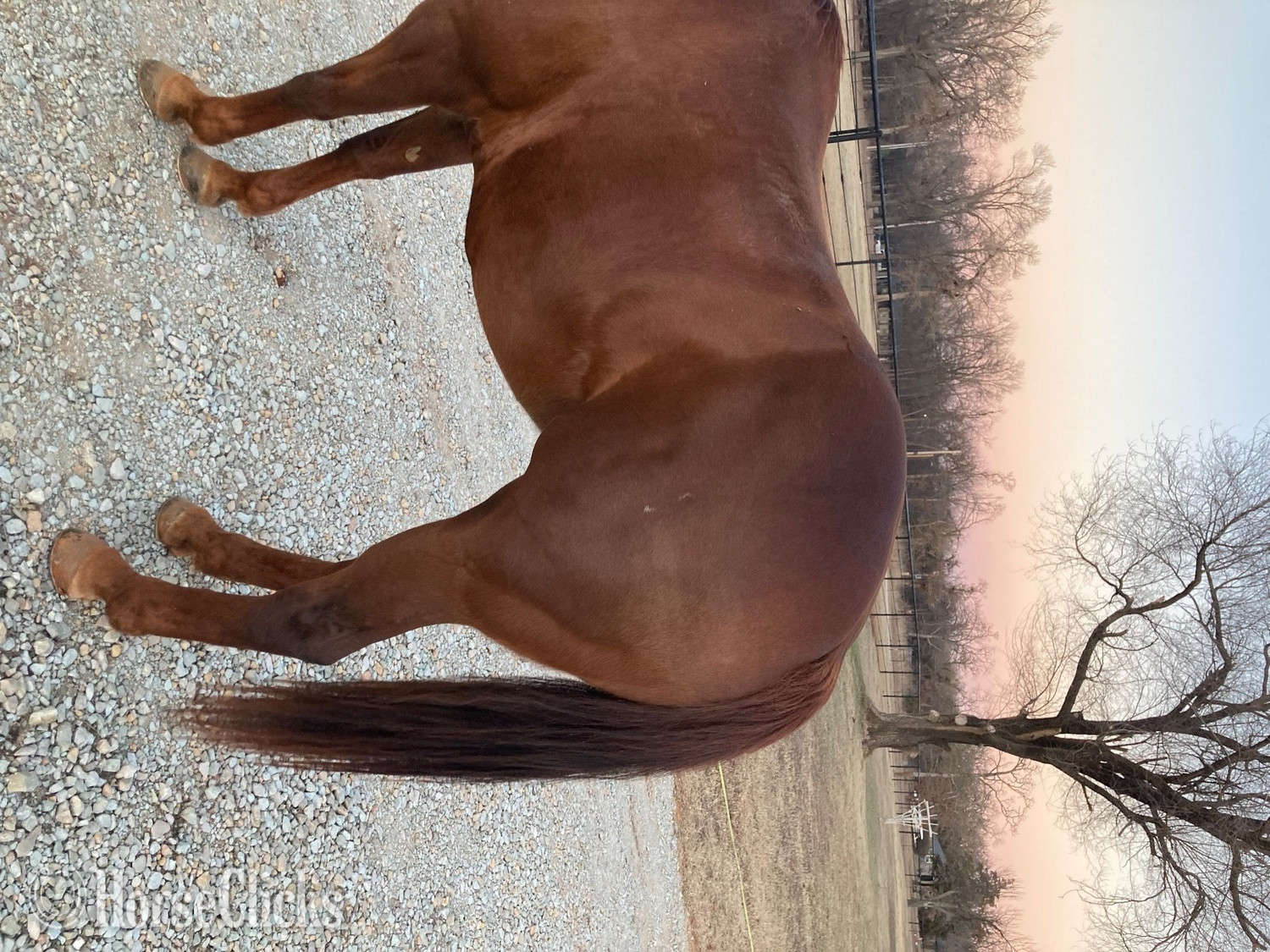 "Bella" Sorrel Mare Quarter Horse