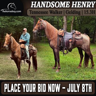 "Henry" Red Roan Gelding Tennessee Walker