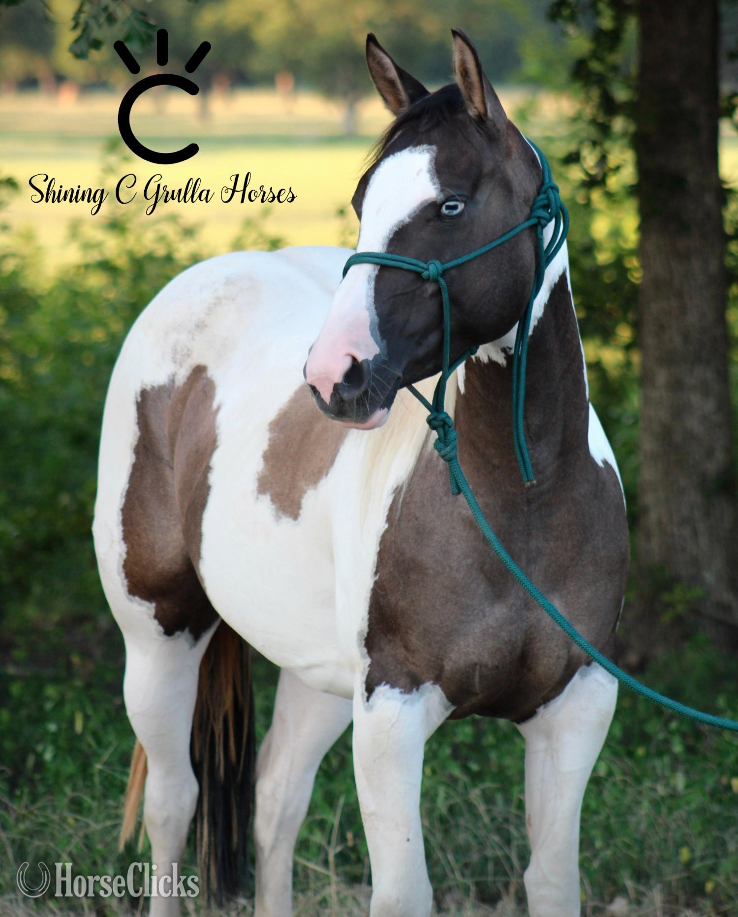 "DBL DUN BLUE" Grullo Mare Paint in Texas