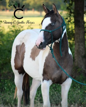 "DBL DUN BLUE" Grullo Mare Paint