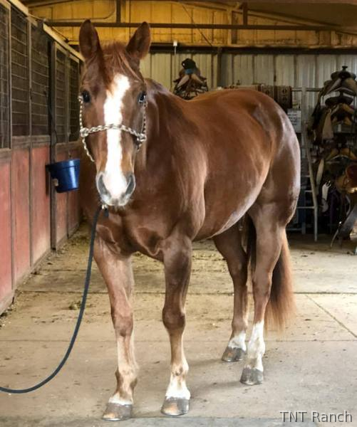 "Ike" Chestnut Gelding Quarter Horse in Texas