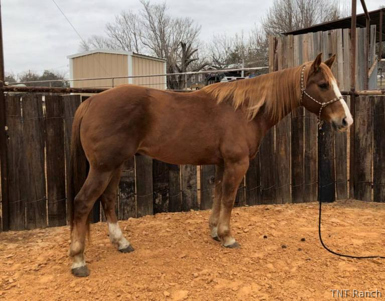 "Ike" Chestnut Gelding Quarter Horse