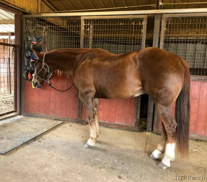 Texas "Ike" Chestnut Gelding Quarter Horse