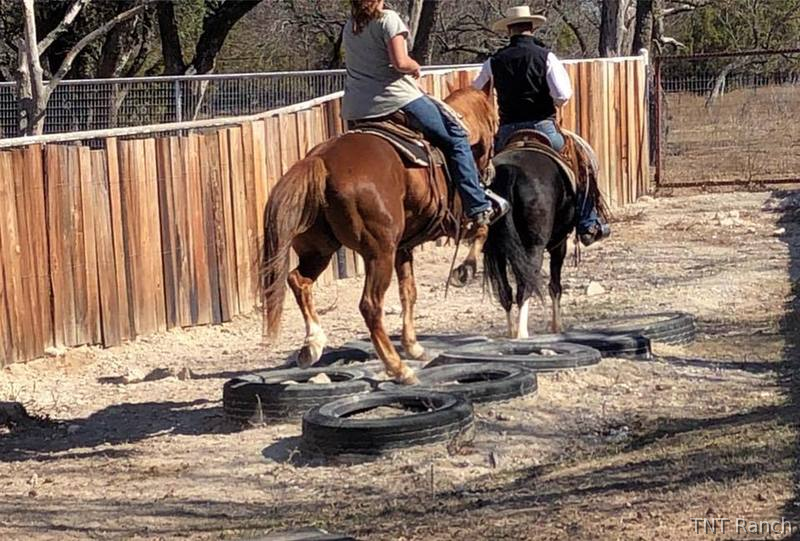 "Ike" Chestnut Gelding Quarter Horse - Quarter Horse
