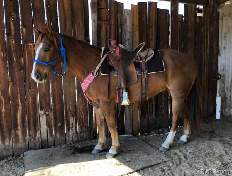 "Ike" Chestnut Gelding Quarter Horse Texas