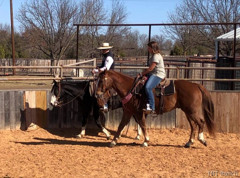 Quarter Horse - "Ike" Chestnut Gelding Quarter Horse in Texas