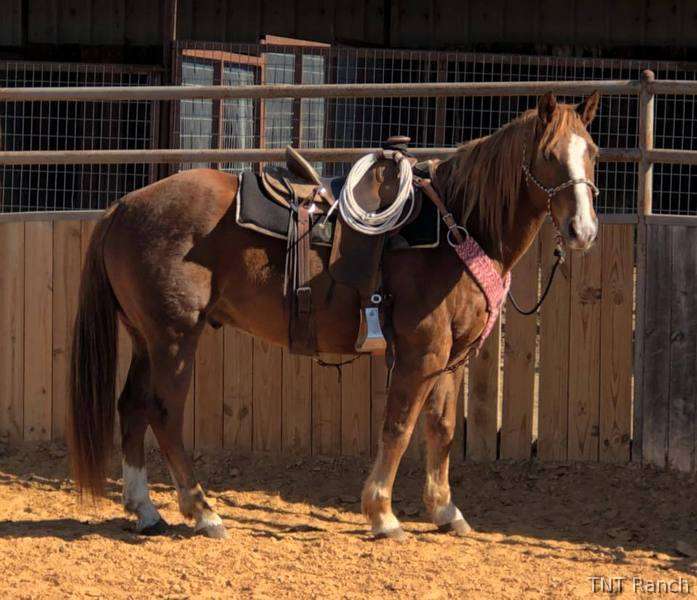 Quarter Horse - "Ike" Chestnut Gelding Quarter Horse