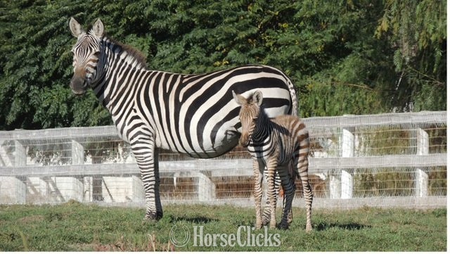 "Zeus" White Stallion Zebra in Mississippi