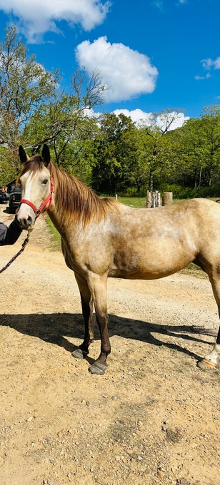 "Dolly" Buckskin Mare Quarter Horse