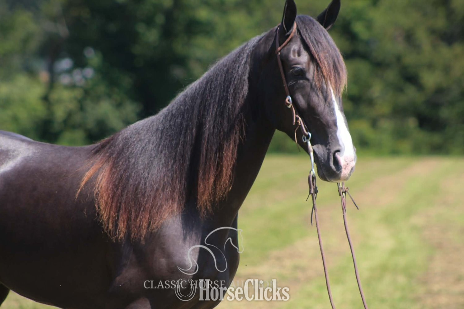 Tennessee Walker - "BLUE HONORS" Black Gelding Tennessee Walker