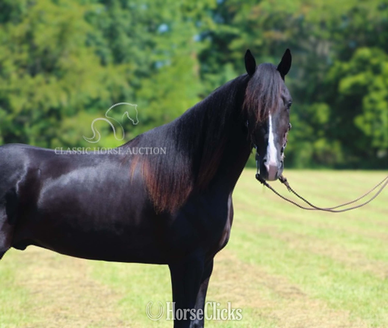 Kentucky "BLUE HONORS" Black Gelding Tennessee Walker