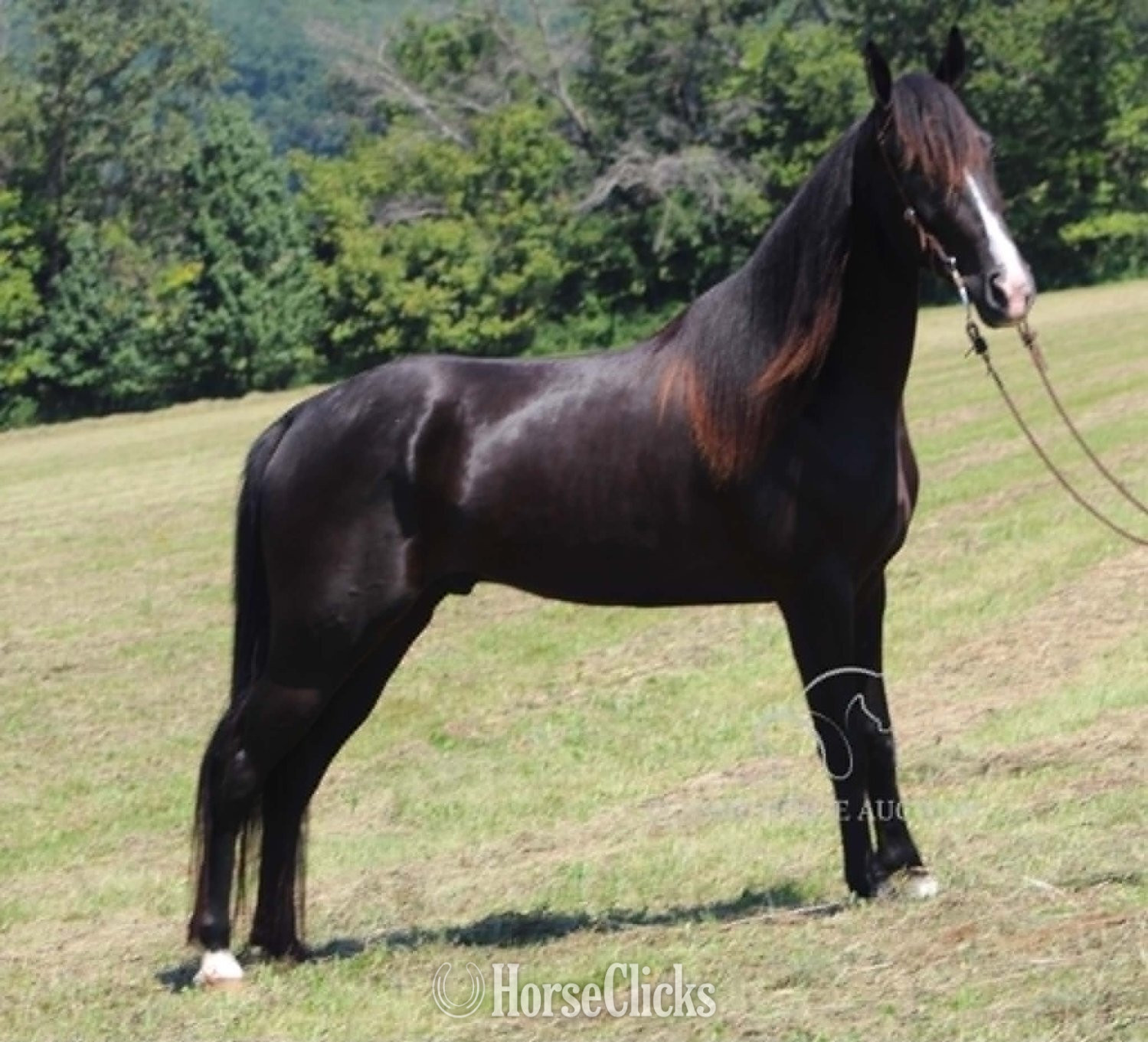 "BLUE HONORS" Black Gelding Tennessee Walker - Tennessee Walker in Kentucky