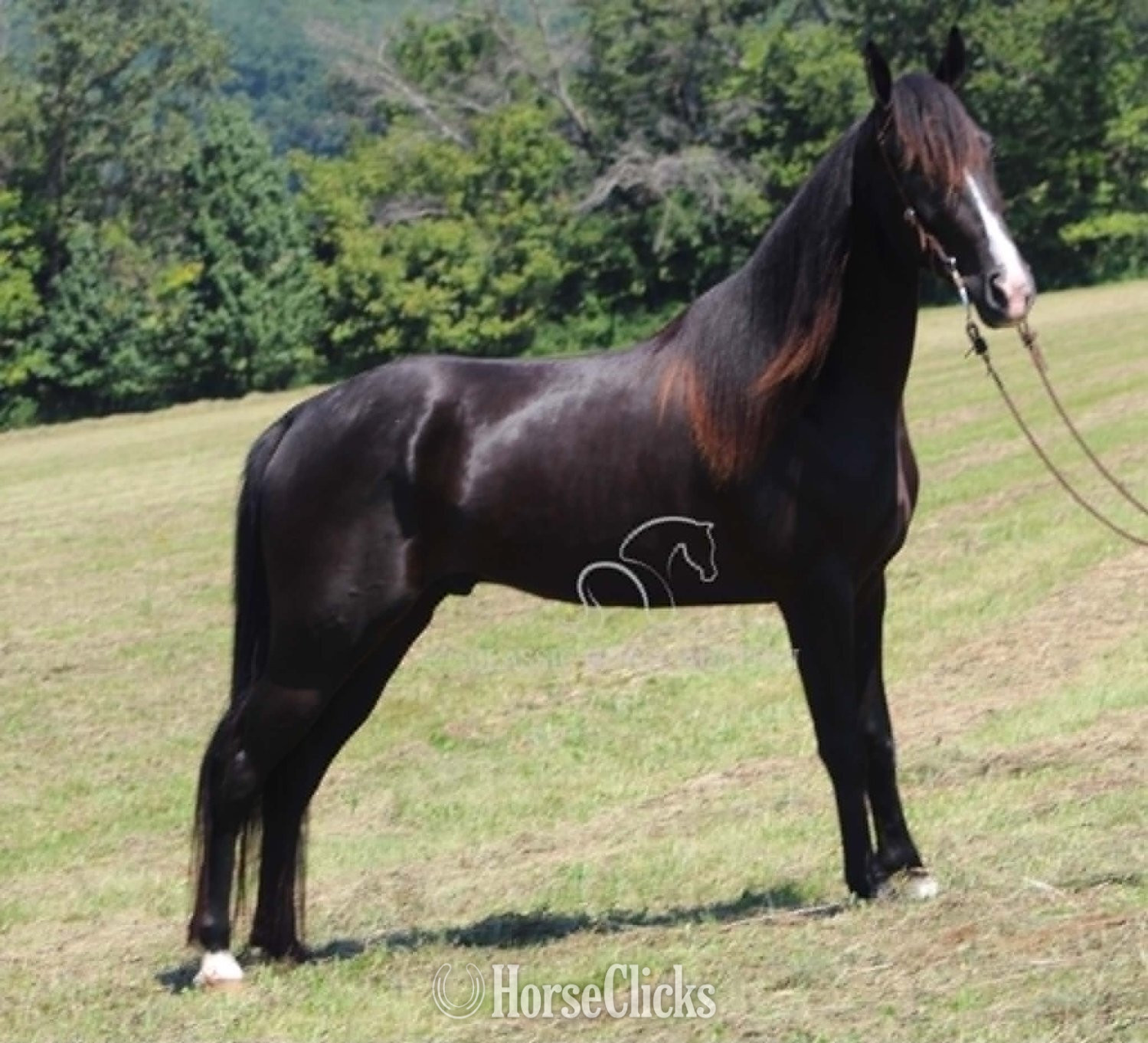 "BLUE HONORS" Black Gelding Tennessee Walker - Tennessee Walker