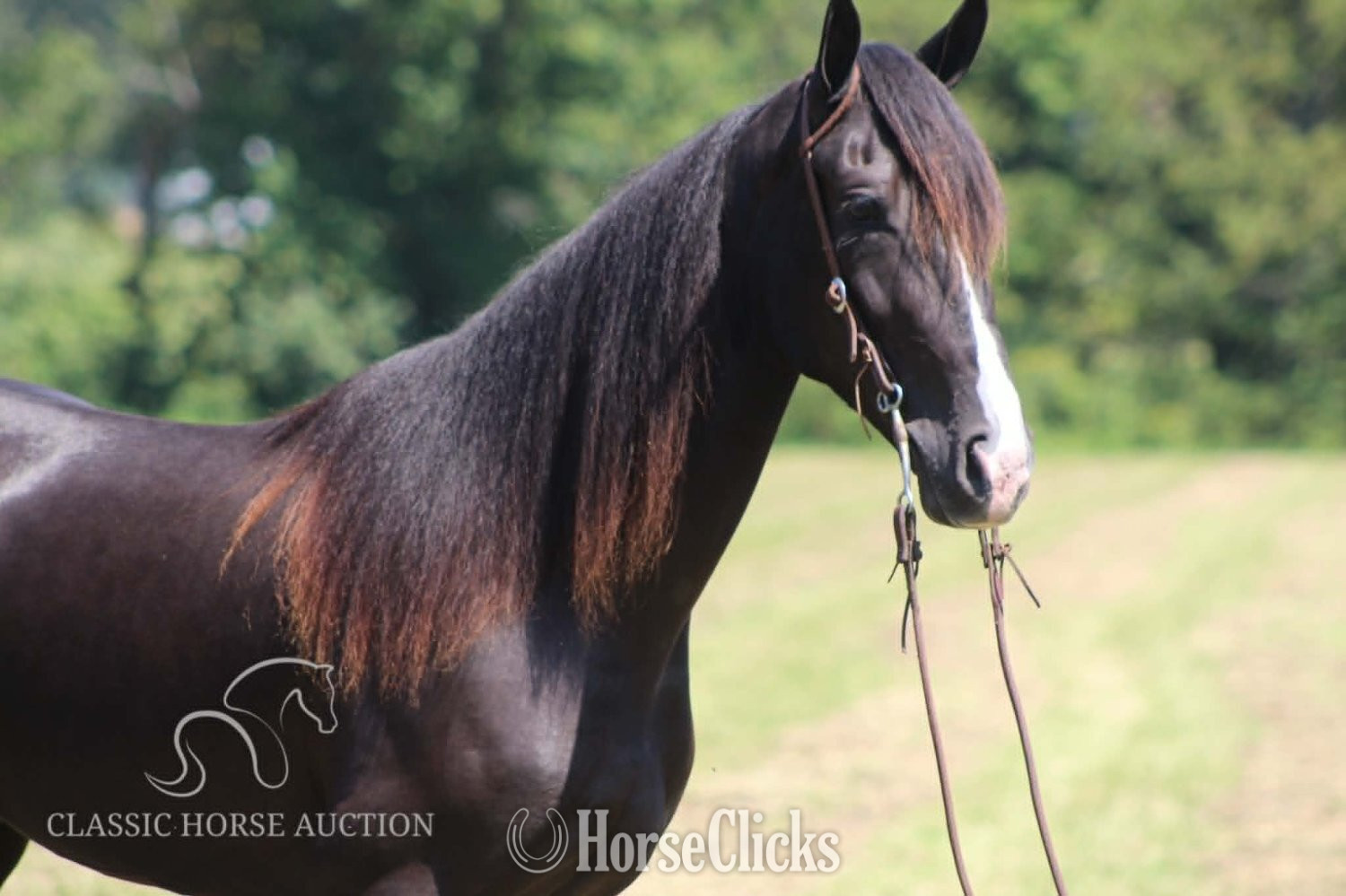 "BLUE HONORS" Black Gelding Tennessee Walker Kentucky