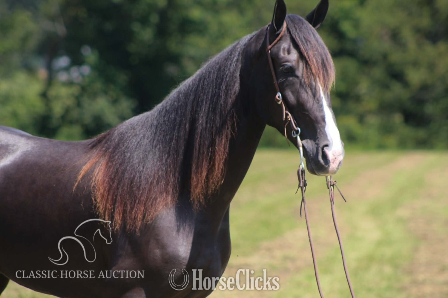 Tennessee Walker - "BLUE HONORS" Black Gelding Tennessee Walker in Kentucky