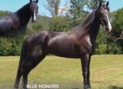 "BLUE HONORS" Black Gelding Tennessee Walker