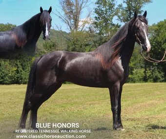 "BLUE HONORS" Black Gelding Tennessee Walker