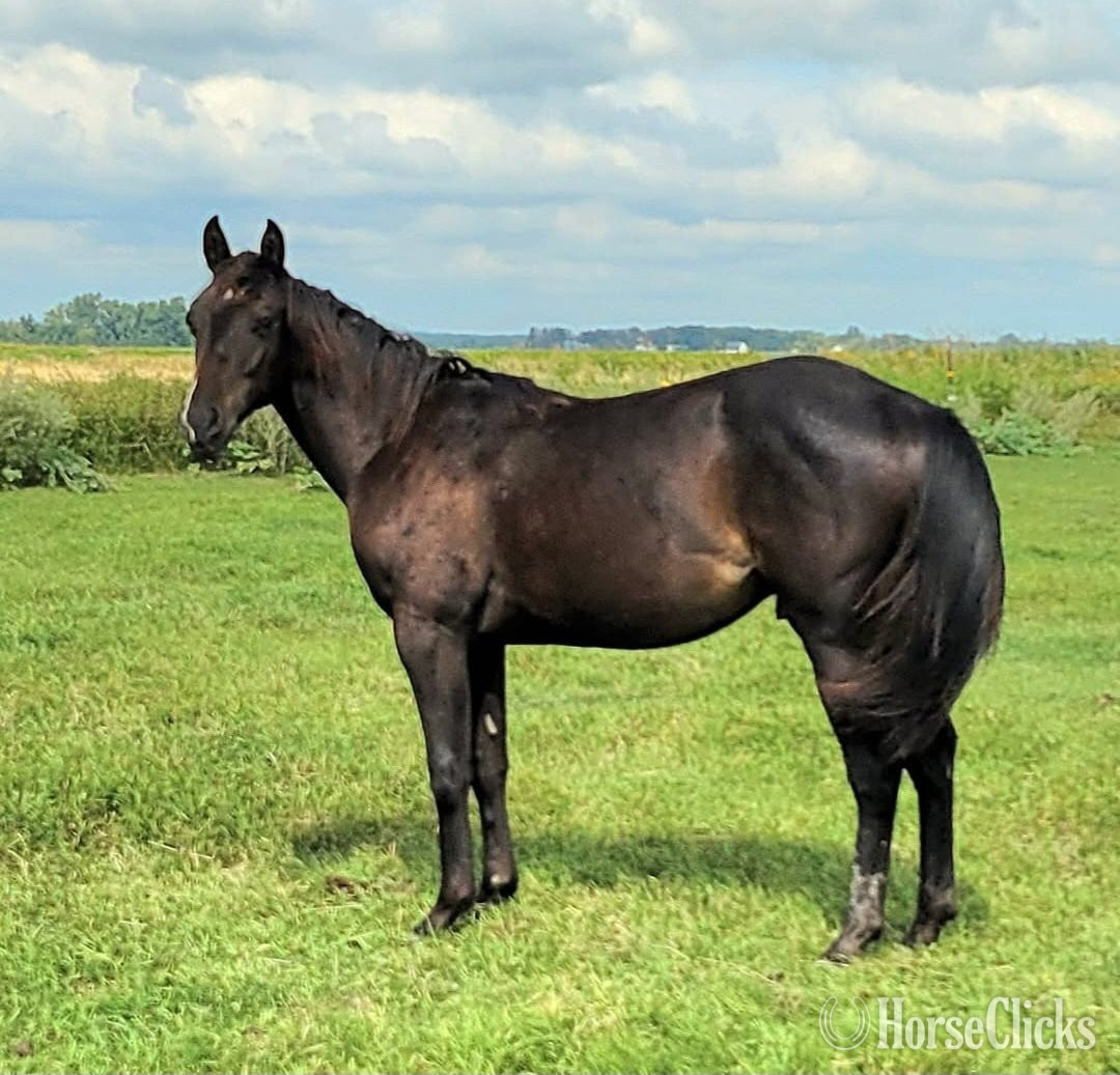 "SRR Cools Last Frost" Bay Gelding Quarter Horse - Quarter Horse in North Dakota