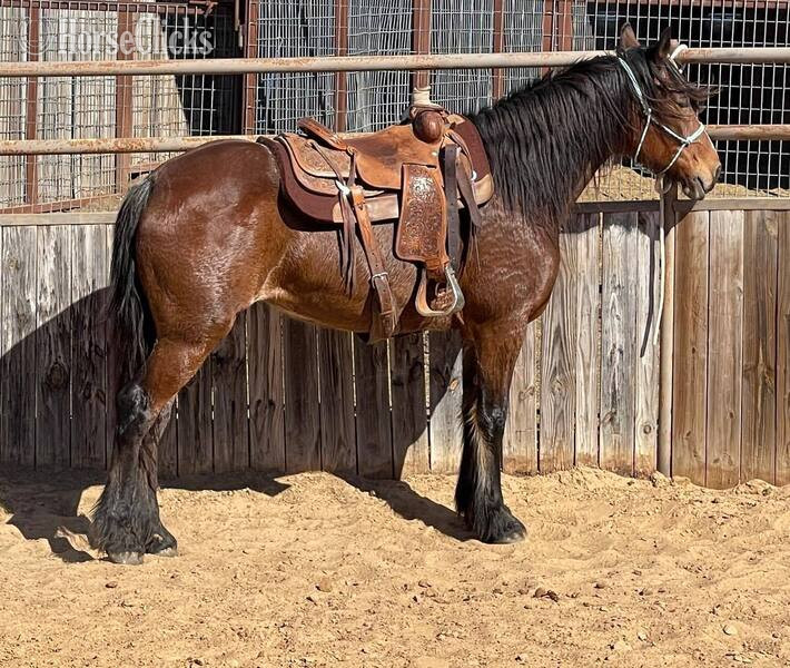 "Ginger" Bay Mare Draft in Texas