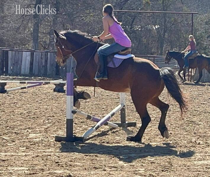 "Ginger" Bay Mare Draft