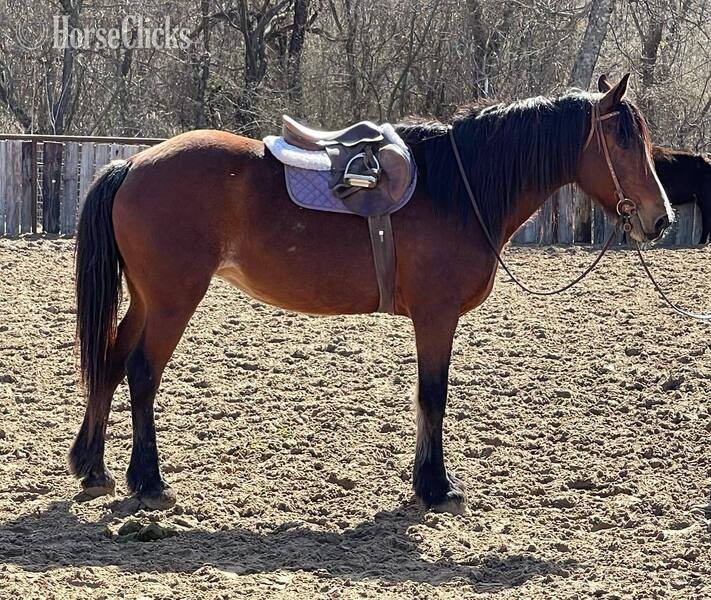 Texas "Ginger" Bay Mare Draft