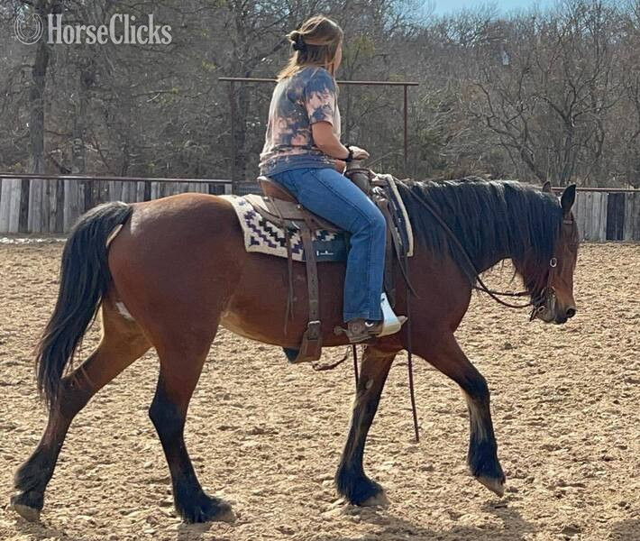 "Ginger" Bay Mare Draft - Draft in Texas