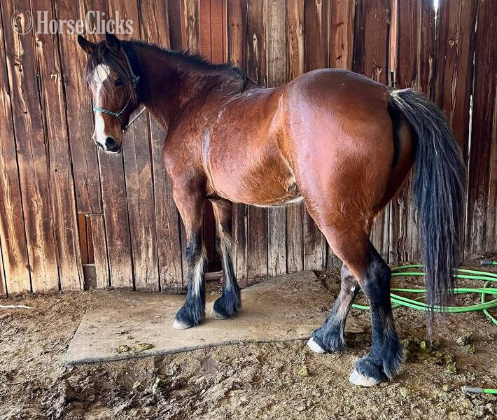 "Ginger" Bay Mare Draft - Draft