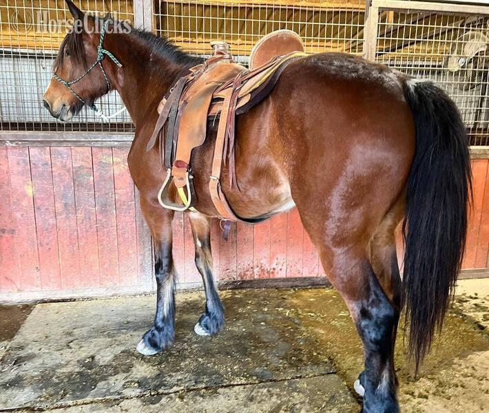 "Ginger" Bay Mare Draft Texas