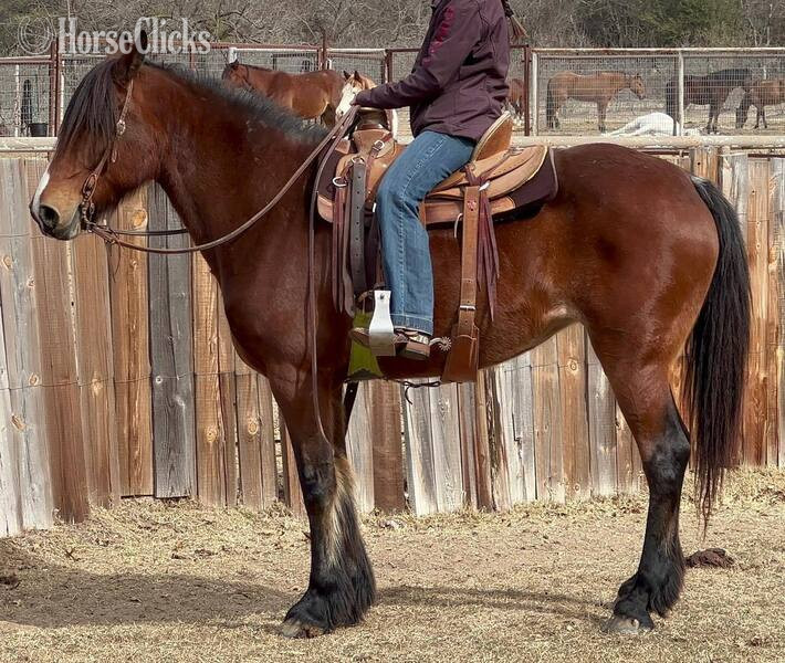 Draft - "Ginger" Bay Mare Draft in Texas
