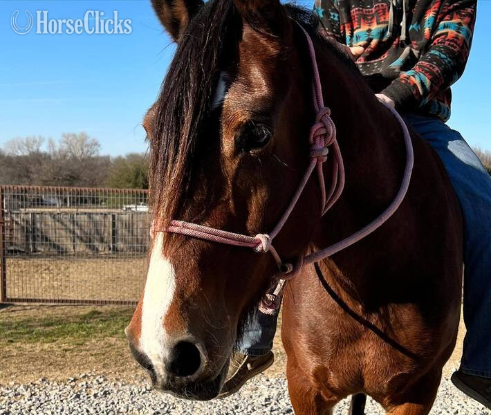 Draft - "Ginger" Bay Mare Draft
