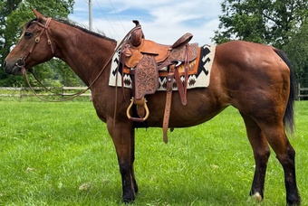 "Trudy " Bay Mare Quarter Horse