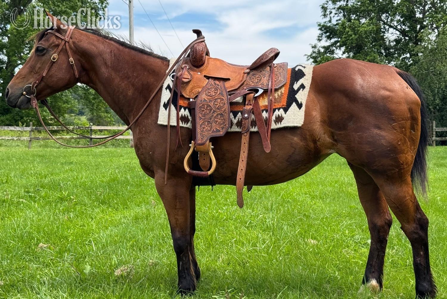 "Trudy " Bay Mare Quarter Horse in Virginia