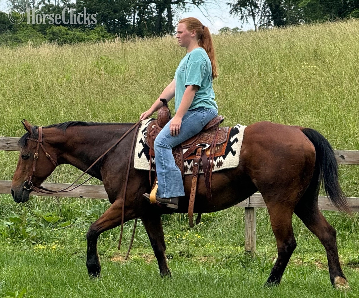 Virginia "Trudy " Bay Mare Quarter Horse