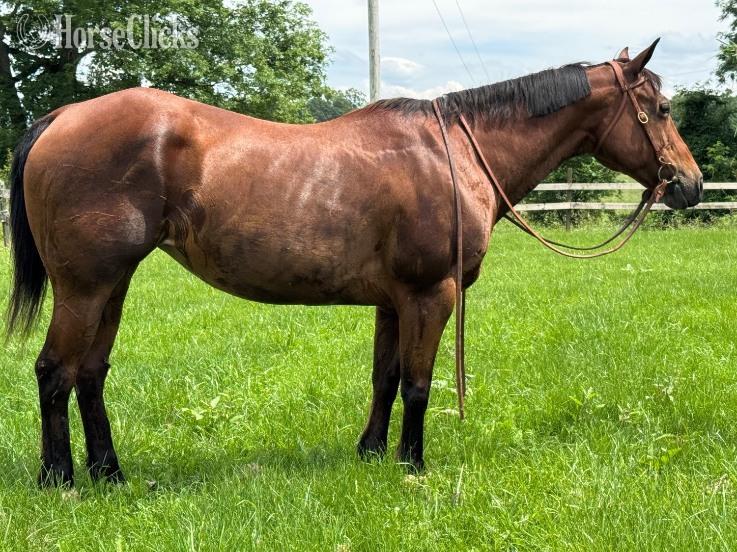 "Trudy " Bay Mare Quarter Horse - Quarter Horse in Virginia
