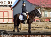 "Frodo" Black Gelding Pony