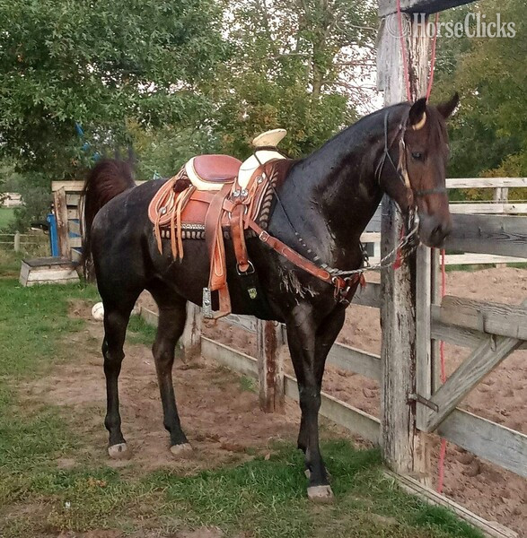 "El Jet" Bay Gelding Quarter Horse in Minnesota