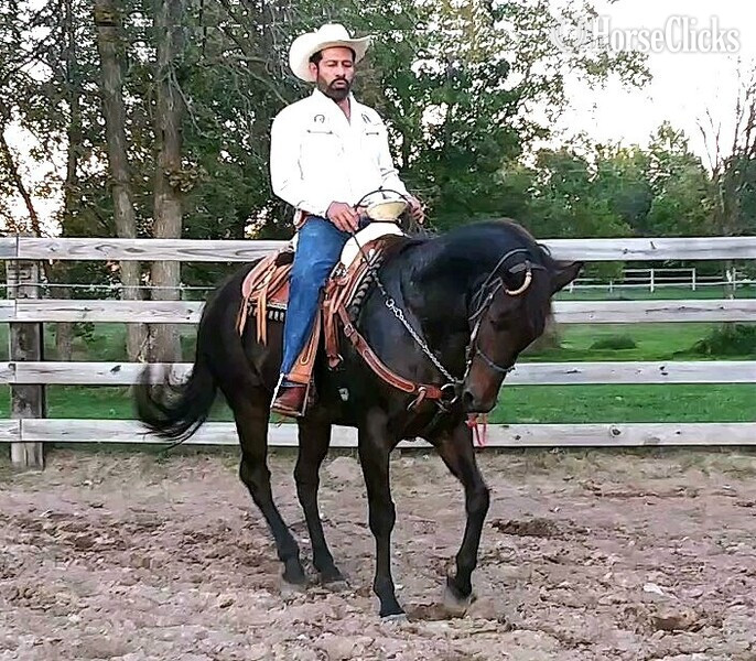 "El Jet" Bay Gelding Quarter Horse