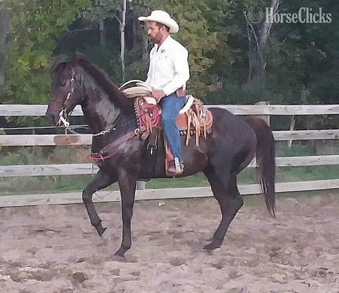 Minnesota "El Jet" Bay Gelding Quarter Horse