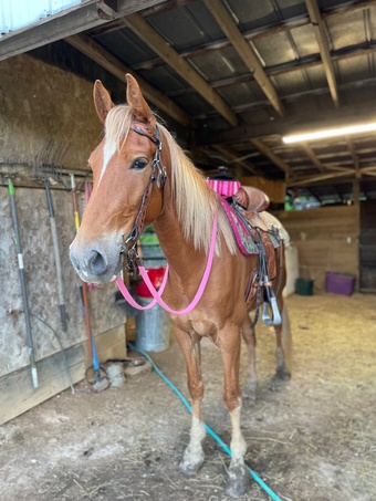 "Behind the line (Prince)" Sorrel Gelding Tennessee Walker