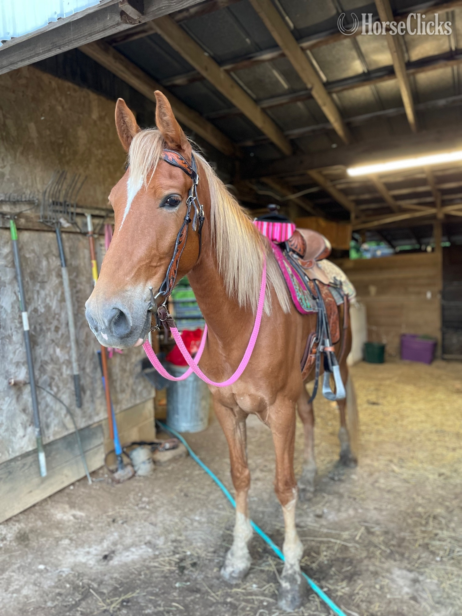 "Behind the line (Prince)" Sorrel Gelding Tennessee Walker in Kentucky