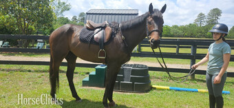"Henry" Brown Gelding Thoroughbred
