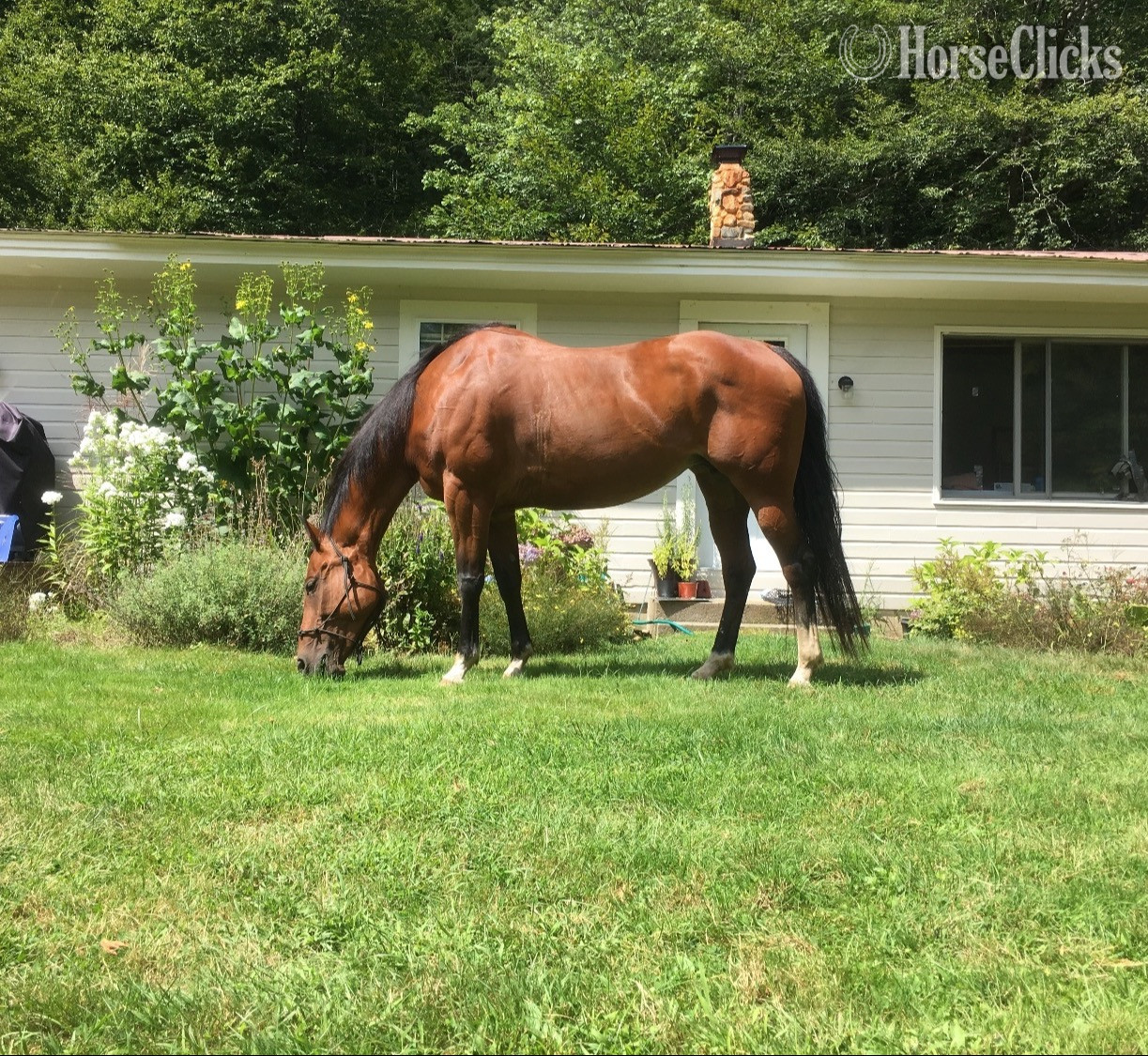 "Guinevere at the bar" Bay Mare Quarter Horse in Vermont