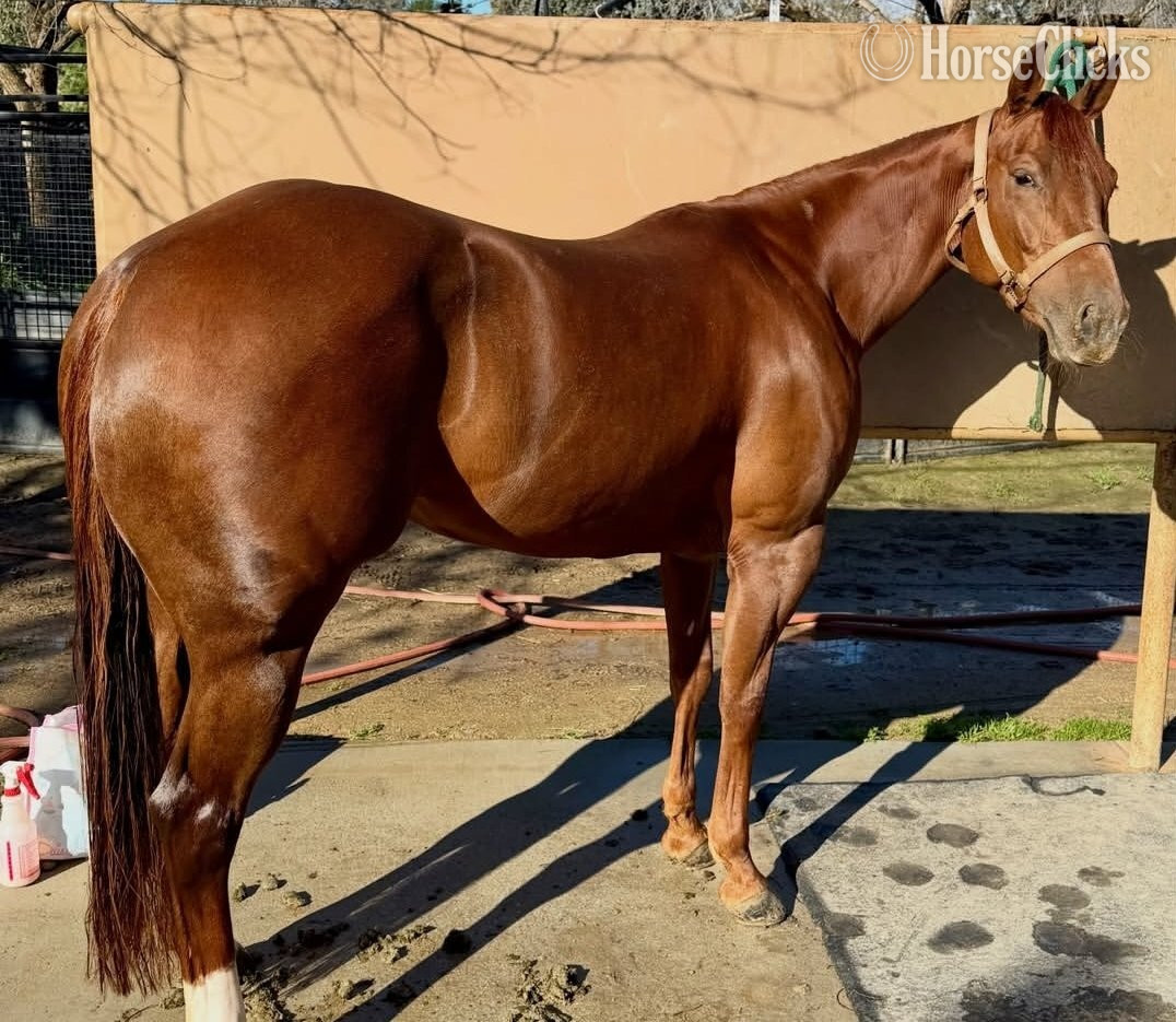 "Bella" Chestnut Filly American Saddlebred