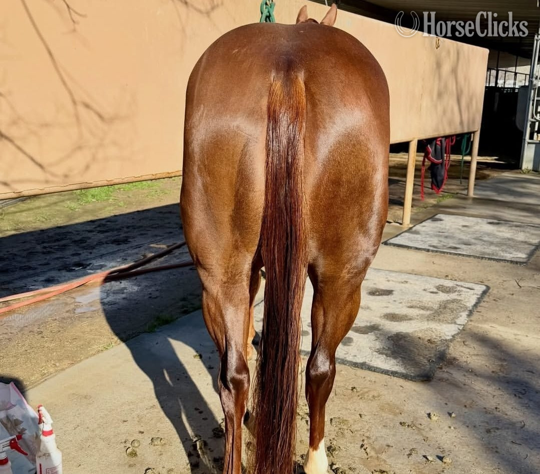 Texas "Bella" Chestnut Filly American Saddlebred