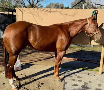 "Bella" Chestnut Filly American Saddlebred