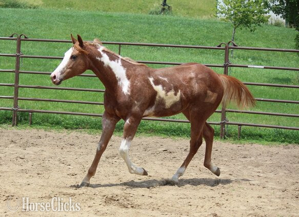 "NV Red Sonny Starlet**SOLD**" Sorrel Filly Paint in Iowa